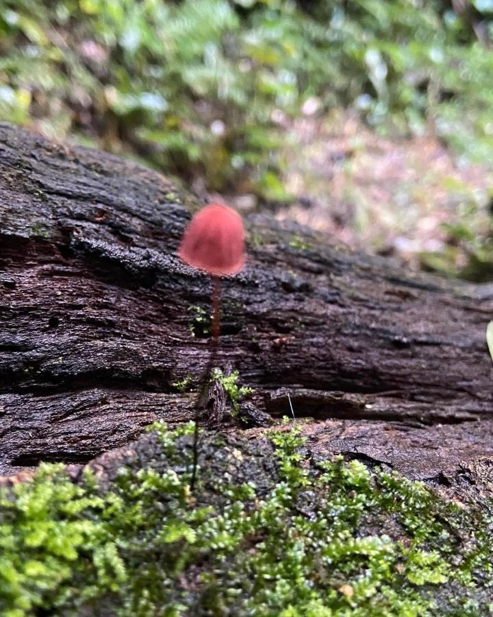 Sitio Metropole - Refugio Na Natureza Piraju Buitenkant foto